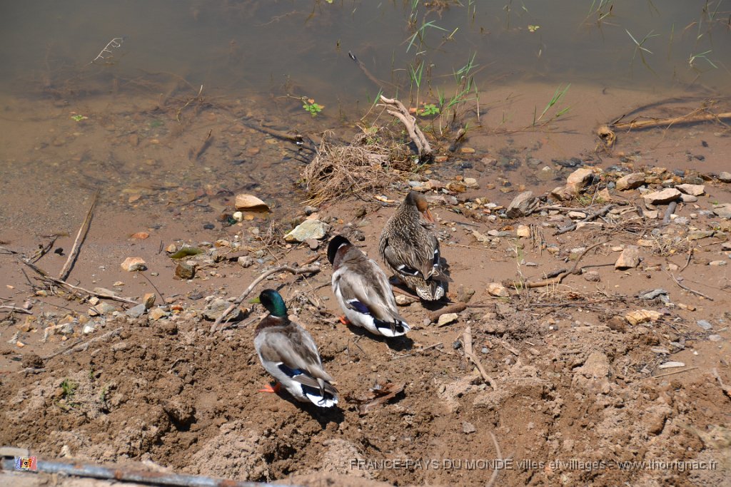 Lac Arena 16 juin 2013 44.JPG - Le lac Arena. La famille canards. 16 juin 2013